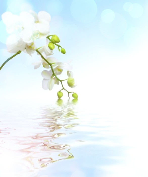 images de fleurs diverses