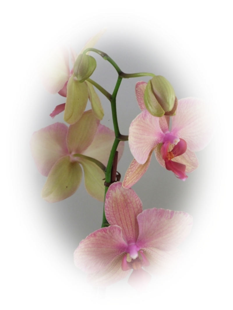 mes tubes orchidées