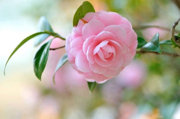 images de fleurs diverses