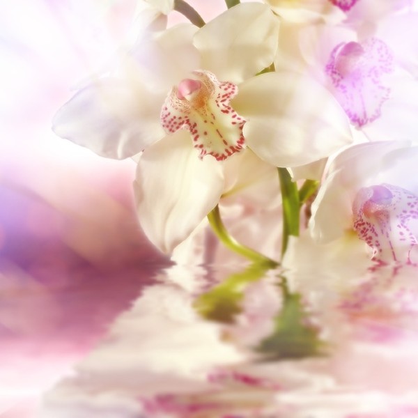 images de fleurs diverses