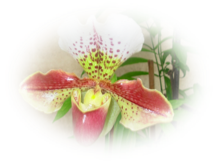 mes tubes orchidées